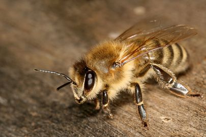 Bee on wood