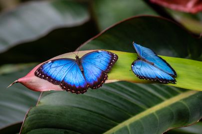 Two blue morpho butterflies resting on a green leaf