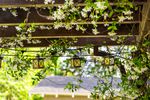 Patio outdoor spring white flower garden in backyard porch of home with lamps light bulbs on pergola canopy wooden gazebo